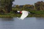 Jabiru stork in flight. Mato Grosso, Pantanal, Brazil, South America Art Print